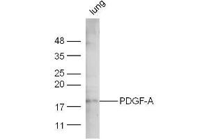 Mouse lung lysate probed with Anti-PDGF-A Polyclonal Antibody  at 1:5000 90min in 37˚C. (PDGFA Antikörper  (AA 125-170))