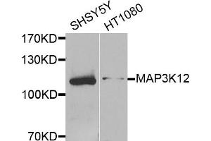Western blot analysis of extracts of SH-SY5Y and HT1080 cells, using MAP3K12 antibody. (MAP3K12 Antikörper)