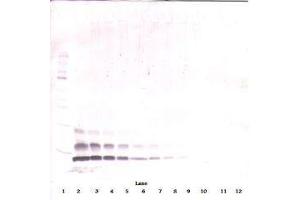 Image no. 3 for anti-Chemokine (C-C Motif) Ligand 4 (CCL4) antibody (ABIN465809) (CCL4 Antikörper)