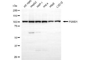 anti-Proteasome (Prosome, Macropain) 26S Subunit, Non-ATPase, 1 (PSMD1) antibody