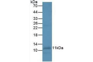 Detection of IL8 in Human Leukocyte Cells using Monoclonal Antibody to Interleukin 8 (IL8) (IL-8 Antikörper  (AA 23-101))