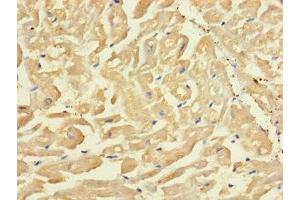 Immunohistochemistry of paraffin-embedded human heart tissue using ABIN7170255 at dilution of 1:100 (SLC43A3 Antikörper  (AA 209-278))