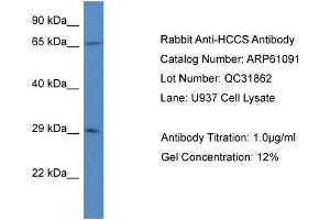 Western Blotting (WB) image for anti-Holocytochrome C Synthase (HCCS) (N-Term) antibody (ABIN2788671) (HCCS Antikörper  (N-Term))