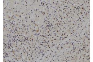 ABIN6273704 at 1/100 staining Human liver tissue by IHC-P. (MCM9 Antikörper  (C-Term))