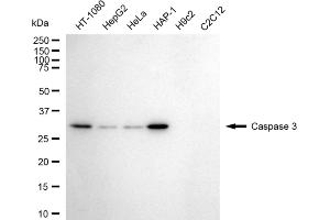Western blotting analysis using caspase 3 antibody (ABIN7797894).