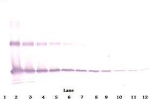 Western Blot reduced using Interleukin-33 antibody (IL-33 Antikörper  (Biotin))