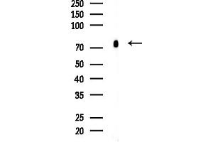 Western blot analysis of lysates from Mouse brain, using SFRS16 Antibody at 1/1000 dilution.