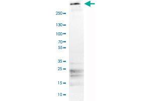 Western Blot analysis of human tonsil tissue lysate with FBN1 monoclonal antibody, clone CL0225 . (Fibrillin 1 Antikörper)