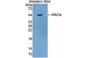 Western Blotting (WB) image for anti-Serum Amyloid A2 (SAA2) (AA 20-122) antibody (ABIN1870548) (SAA2 Antikörper  (AA 20-122))