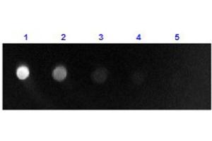 Dot Blot results of Rabbit Anti-Sheep IgG F(ab')2 Antibody Fluorescein Conjugate.