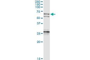 Immunoprecipitation of NEFL transfected lysate using anti-NEFL MaxPab rabbit polyclonal antibody and Protein A Magnetic Bead , and immunoblotted with NEFL purified MaxPab mouse polyclonal antibody (B01P) . (NEFL Antikörper  (AA 1-543))