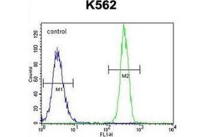 Flow cytometric analysis of K562 cells using FBRSL1 Antibody (C-term) Cat. (FBRSL1 Antikörper  (C-Term))