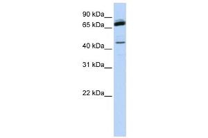 Western Blotting (WB) image for anti-NFKB Repressing Factor (NKRF) antibody (ABIN2458378)