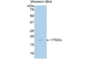 Western Blotting (WB) image for anti-Membrane Metallo-Endopeptidase (MME) (AA 32-164) antibody (ABIN3206071) (MME Antikörper  (AA 32-164))