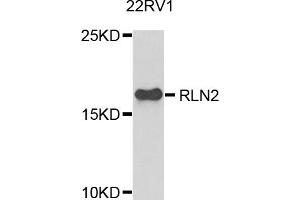 Western blot analysis of extracts of 22Rv1 cells, using RLN2 antibody. (Relaxin 2 Antikörper)