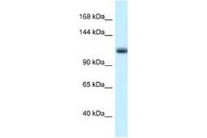 Image no. 1 for anti-Minichromosome Maintenance Deficient 10 (MCM10) (AA 40-89) antibody (ABIN6747322) (MCM10 Antikörper  (AA 40-89))