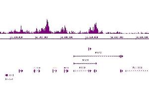 Suz12 antibody (pAb) tested by ChIP-Seq. (SUZ12 Antikörper  (C-Term))