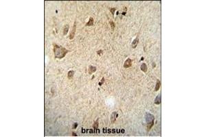 RET Monoclonal( Ascites) ABIN659065 immunohistochemistry analysis in formalin fixed and paraffin embedded human brain tissue followed by peroxidase conjμgation of the secondary antibody and DAB staining. (Ret Proto-Oncogene Antikörper)