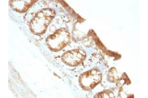 IHC testing of FFPE rat colon with Moesin antibody (clone MSN/491). (Moesin Antikörper)