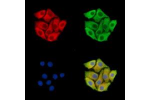 ABIN7096004 and ABIN7100066 staining Hela cells by IF/ICC. (HERC3 Antikörper)