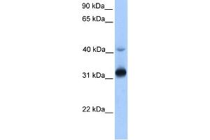 WB Suggested Anti-GPSN2 Antibody Titration:  0.