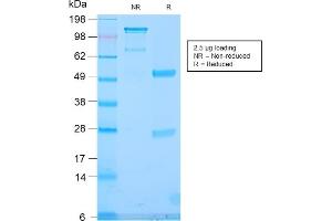 SDS-PAGE Analysis Purified TLE1 Rabbit Recombinant Monoclonal Antibody (TLE1/2946R). (Rekombinanter TLE1 Antikörper  (AA 175-338))