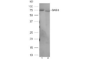 Lane 1: Mouse liver lysates Lane 2: Mouse kidney lysates probed with Rabbit Anti-GAS 6 Polyclonal Antibody, Unconjugated (ABIN873146) at 1:300 overnight at 4 °C. (GAS6 Antikörper  (AA 551-650))