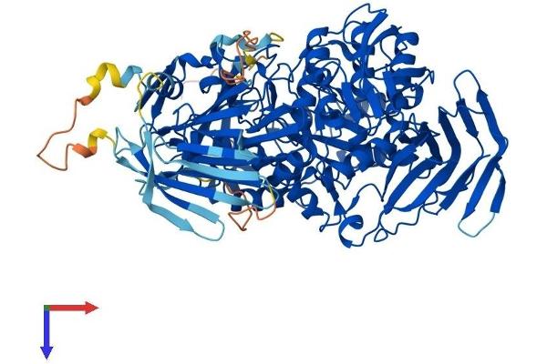 GANC Protein (AA 1-898) (His tag)