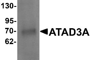 Western blot analysis of ATAD3A in Daudi cell lysate with ATAD3A antibody at 1 µg/mL .