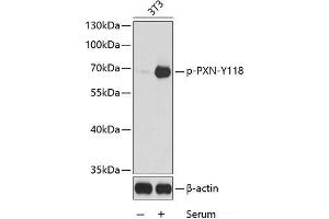Western blot analysis of extracts from 3T3 cells using Phospho-PXN(Y118) Polyclonal Antibody. (Paxillin Antikörper  (pTyr118))