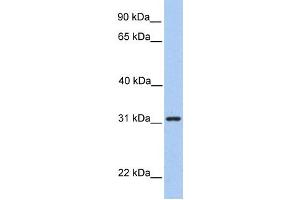 Western Blotting (WB) image for anti-Signal Recognition Particle Receptor, B Subunit (SRPRB) antibody (ABIN2459317) (SRPRB Antikörper)
