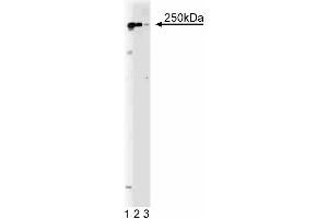 Western Blotting (WB) image for anti-Protein tyrosine Phosphatase, Receptor-Type, Z Polypeptide 1 (PTPRZ1) (AA 2098-2307) antibody (ABIN967798)