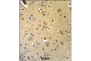LRRTM1 Antibody (Center) (ABIN653675 and ABIN2843005) IHC analysis in formalin fixed and paraffin embedded brain tissue followed by peroxidase conjugation of the secondary antibody and DAB staining. (LRRTM1 Antikörper  (AA 88-117))