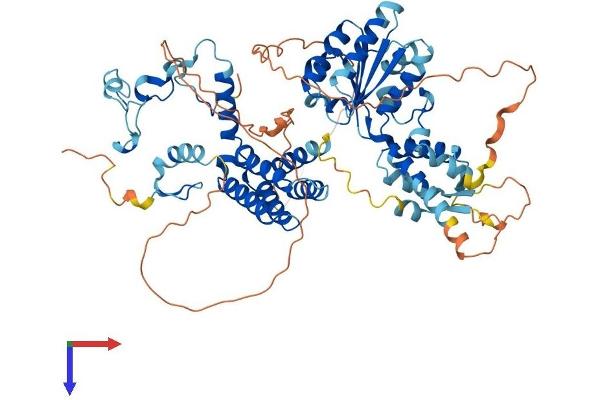 WRNIP1 Protein (AA 1-665) (His tag)