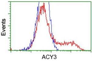 Image no. 2 for anti-Aminoacylase 3 (ACY3) antibody (ABIN1496467) (Aminoacylase 3 Antikörper)