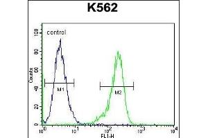 RPS19 Antibody (Center) (ABIN655978 and ABIN2845362) flow cytometric analysis of K562 cells (right histogram) compared to a negative control cell (left histogram). (RPS19 Antikörper  (AA 25-54))
