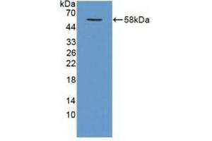 Western blot analysis of recombinant Human TRAF1. (TRAF1 Antikörper  (AA 131-381))