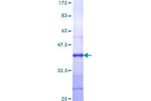 SDS-PAGE (SDS) image for Transforming Growth Factor, beta 1 (TGFB1) (AA 281-390) protein (GST tag) (ABIN1785596)
