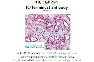 Image no. 1 for anti-Succinate Receptor 1 (SUCNR1) (C-Term) antibody (ABIN1735198) (SUCNR1 Antikörper  (C-Term))