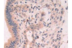 Immunohistochemistry (IHC) image for anti-Xanthine Dehydrogenase (XDH) (AA 231-416) antibody (ABIN7435052)