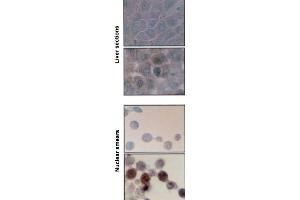 Hsp70 Hsc70 ( BB70), rat nuclear smears and liver sections (top control). (HSP70/HSC70 Antikörper)
