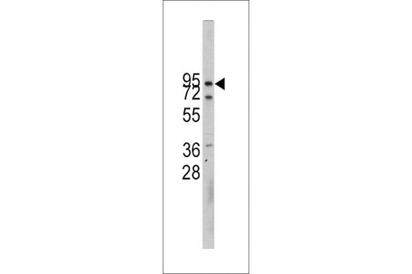 CDH10 Antikörper  (N-Term)