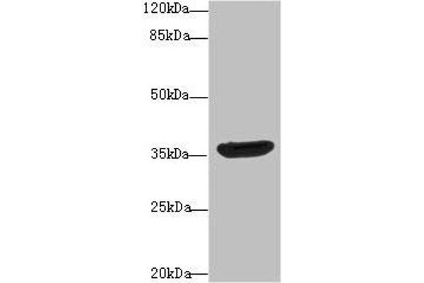 DNAJB2 anticorps  (AA 2-324)