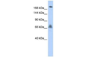 VPS8 antibody used at 1 ug/ml to detect target protein. (VPS8 Antikörper)