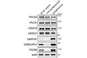Western blot of synaptosomal fractions isolated from WT C57BL/6 forebrains showing labeling of PACS2, PACS1, HDAC6, WDR37, AMPAR1, GABAaRα1 (cat.