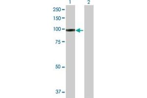 Western Blot analysis of IFI35 expression in transfected 293T cell line by IFI35 MaxPab polyclonal antibody. (IFI35 Antikörper  (AA 1-288))