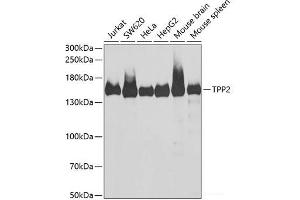 Western blot analysis of extracts of various cell lines using TPP2 Polyclonal Antibody at dilution of 1:1000. (Tpp2 Antikörper)