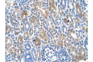 SLC36A3 antibody was used for immunohistochemistry at a concentration of 4-8 ug/ml to stain Epithelial cells of renal tubule (arrows) in Human Kidney. (SLC36A3 Antikörper)
