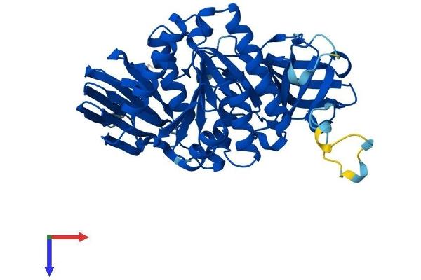 CLP1 Protein (AA 1-425) (His tag)