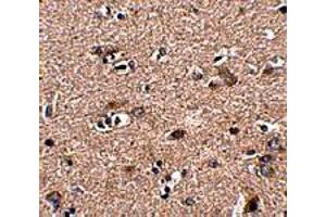 Immunohistochemistry of SCAMP4 in human brain tissue with SCAMP4 polyclonal antibody  at 2. (SCAMP4 Antikörper  (C-Term))